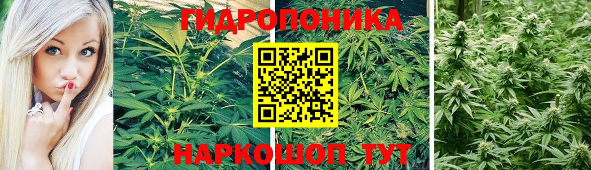 Марихуана White Widow Прохладный